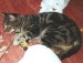 Thumbs/tn_Sterne 028.jpg